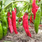 Aji Colorado Red
